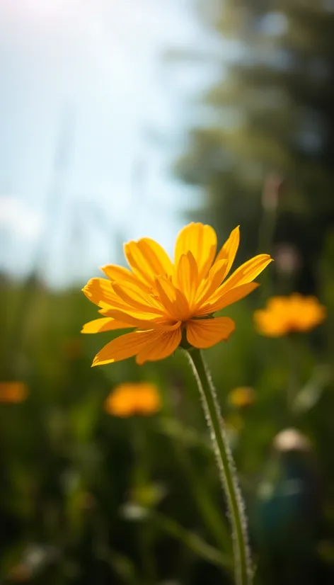 weed flower