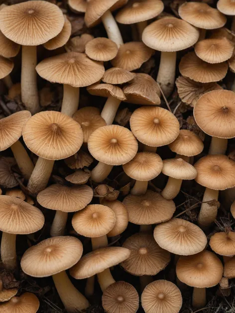 pictures of mushrooms