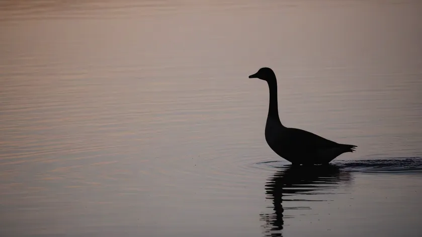 goose silhouette