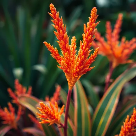 fire stick plant