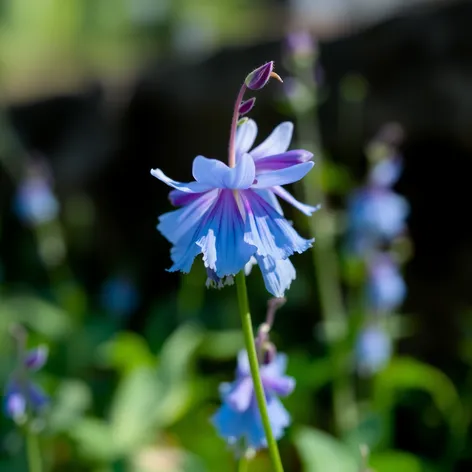 blue columbine