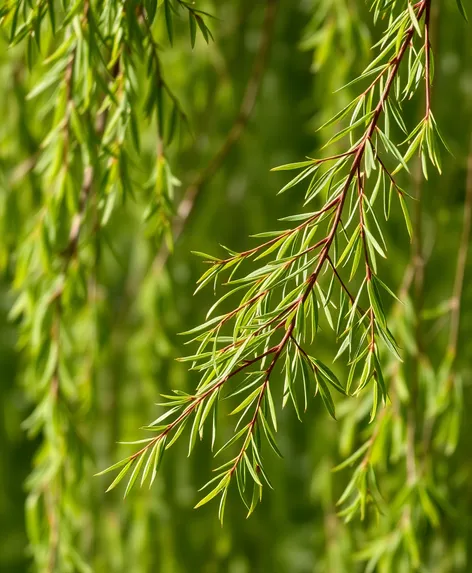 realistic willow branch willow