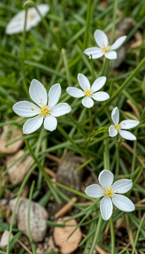 alaska state flower