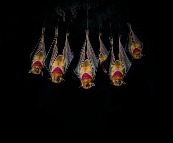 bats hanging upside down