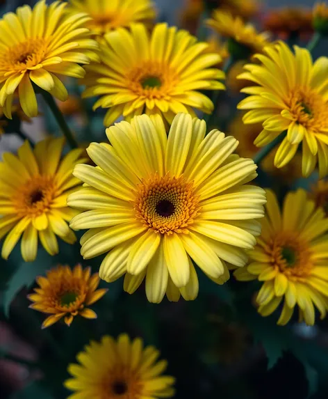 gerberas amarillas ilustracion