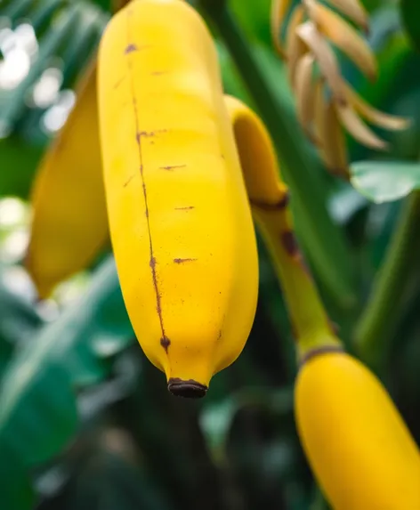 smiling banana