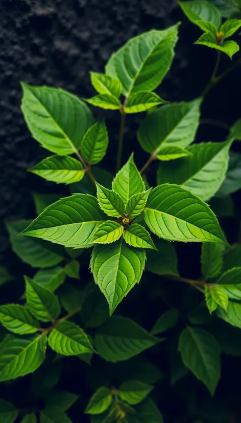 poison ivy plant images