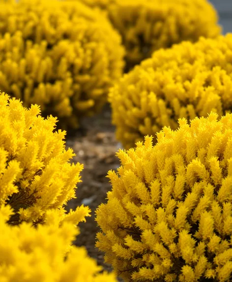 yellow shrubs