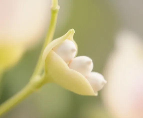 white peas