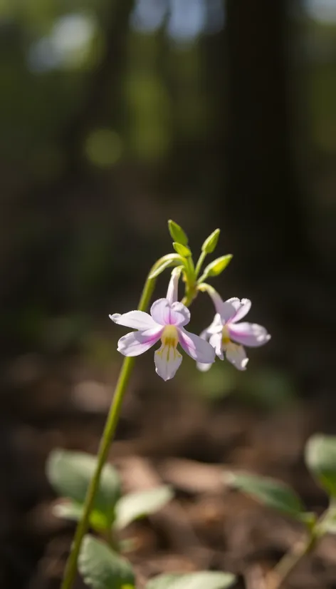 wood violet