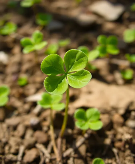 4 leaf clover plant