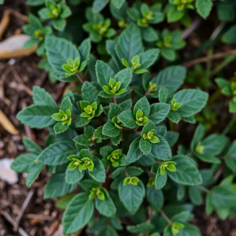 myoporum parvifolium