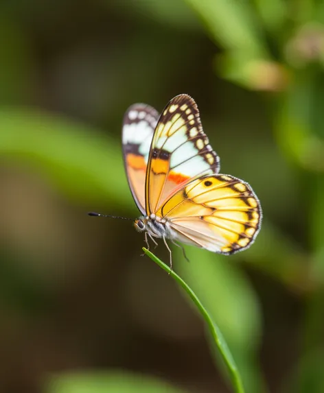 mariposa dibujo