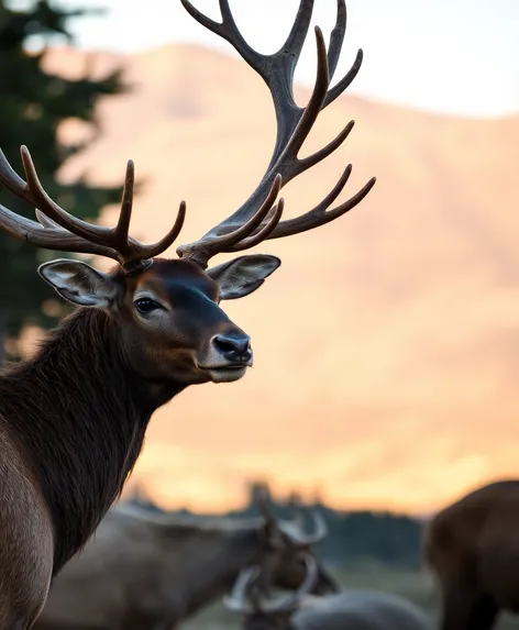 female elk images