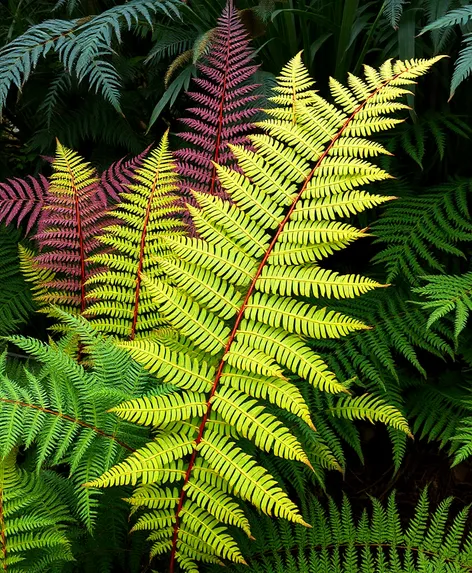 fern test