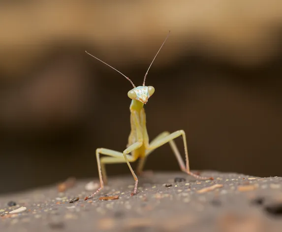 infant praying mantis