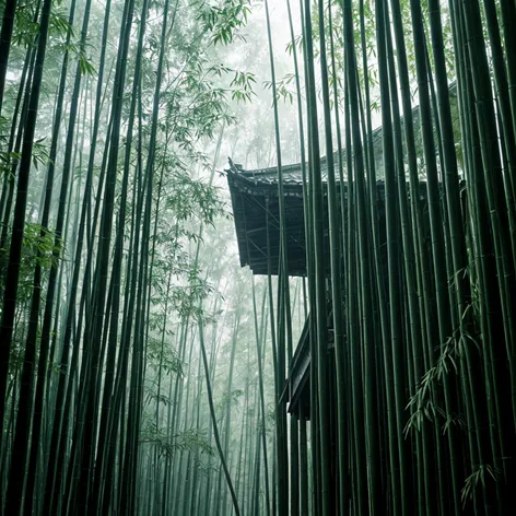 bamboo forest