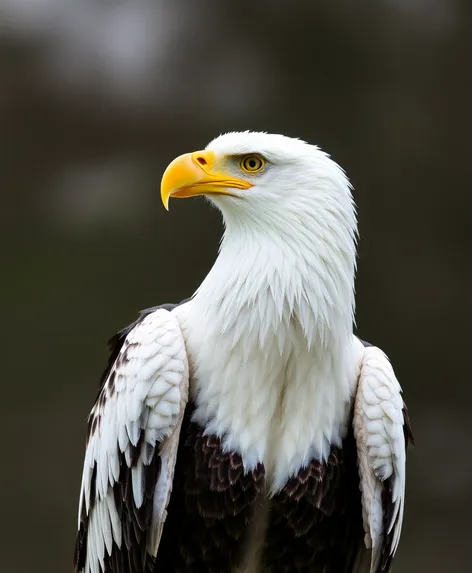 bald eagle coloring pages