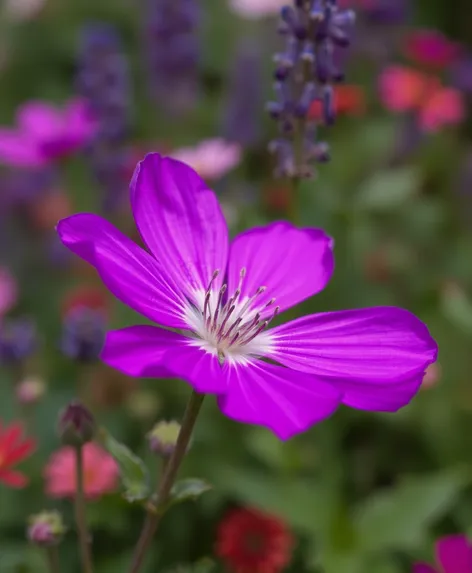 purple flower plant