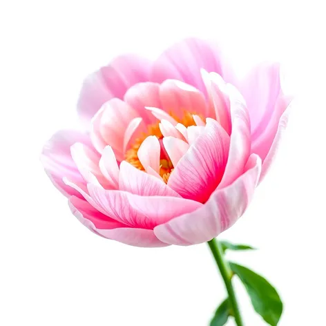 peony flower drawing