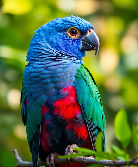 blue quaker parrot