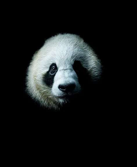 shady looking panda