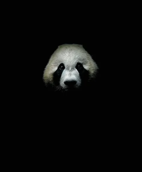 shady looking panda