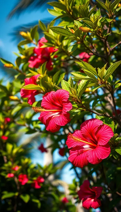 hibiscus trees