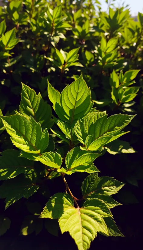 curry leaves plant