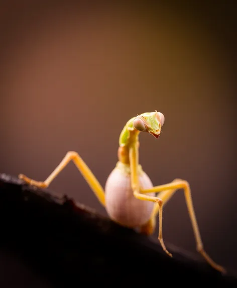 pregnant praying mantis