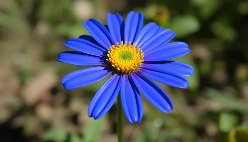 cobalt blue daisy