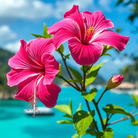 pink hibiscus plant