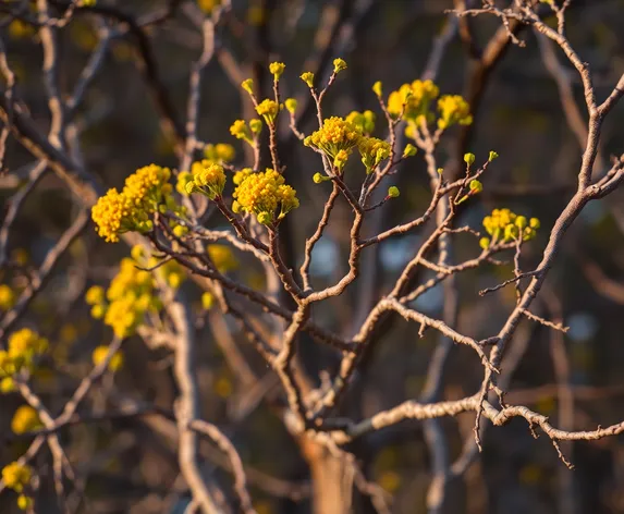 acacia confusa