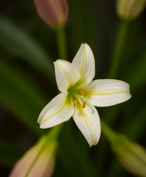 star lily