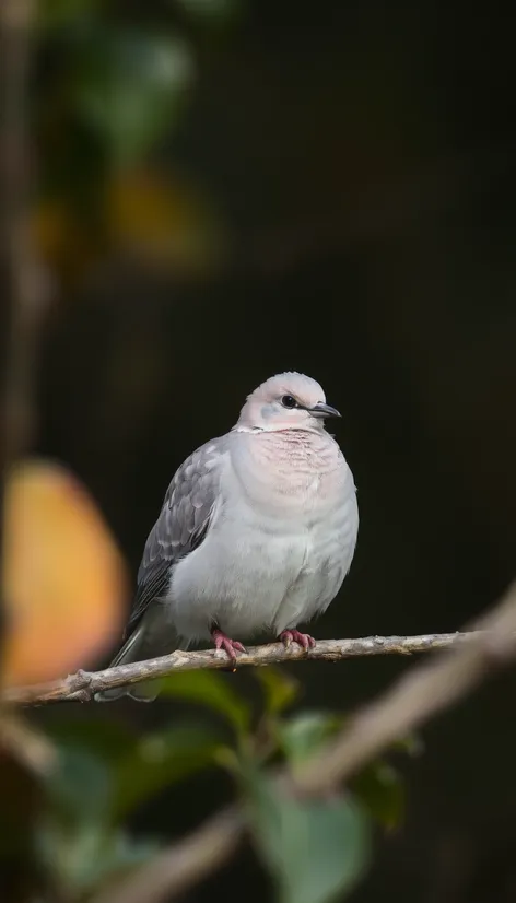 grey dove