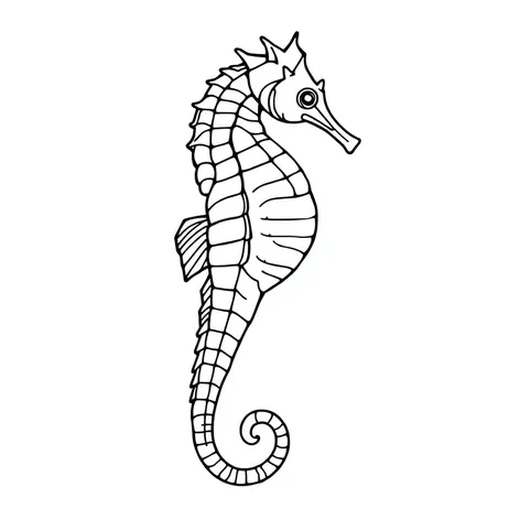 line drawing seahorse