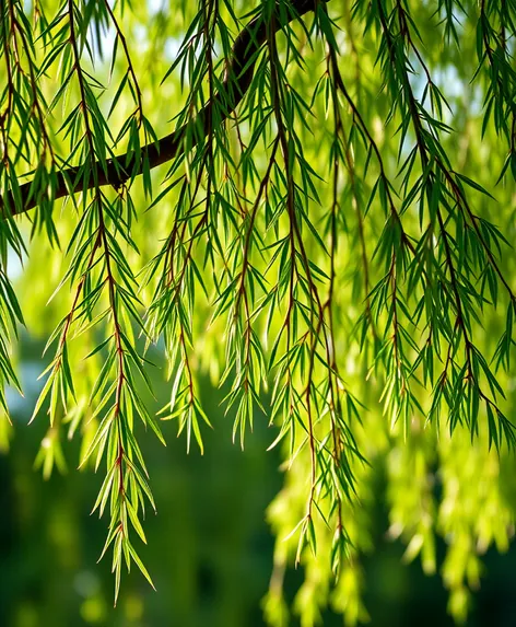 drawing realistic willow branch