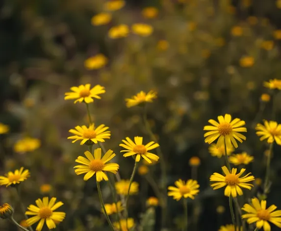 yellow perennial flowers