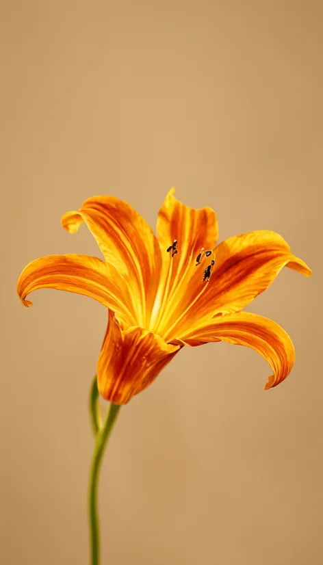 orange lily