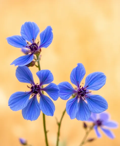 blue flowers images