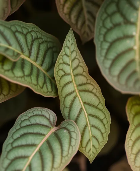 sweet potato plant leaves