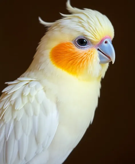 pearl cockatiel