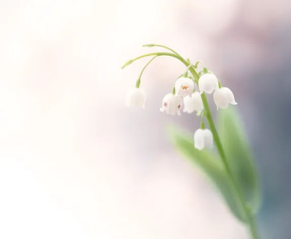 lilly of the valley