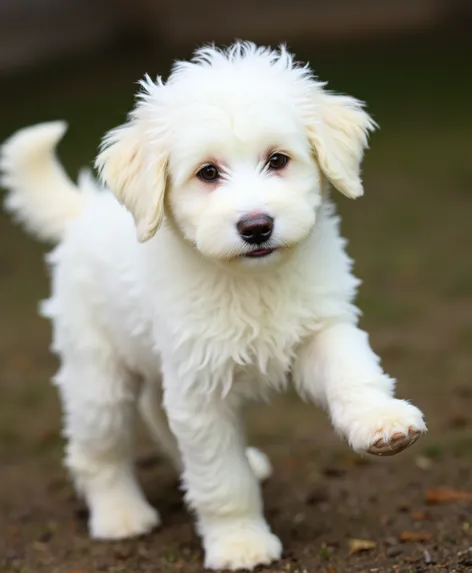 white labradoodle