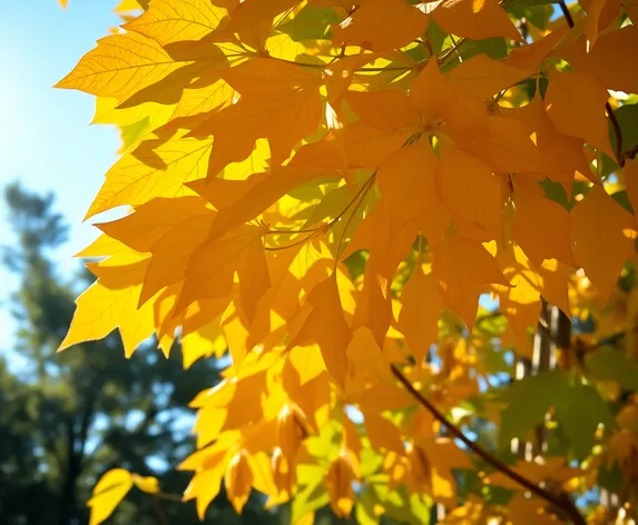 indian bean tree catalpa