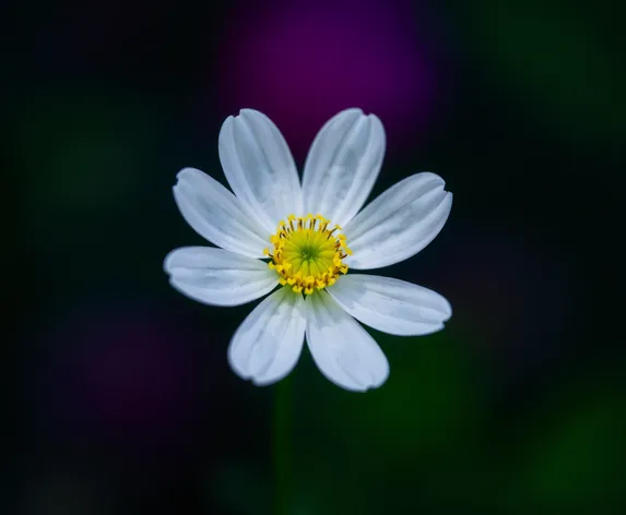 white flower with yellow