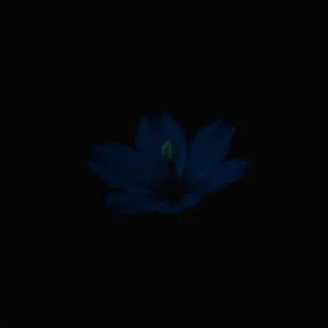 night flower