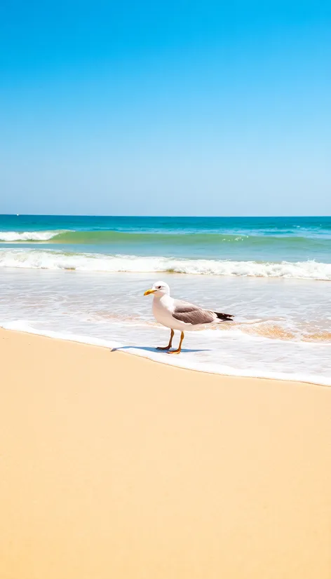 seagull beach