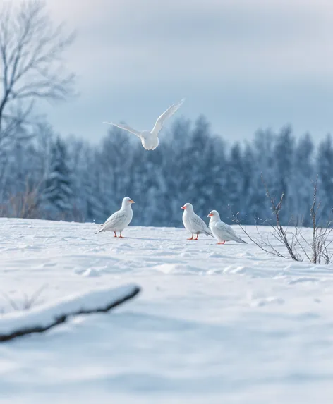 white birds