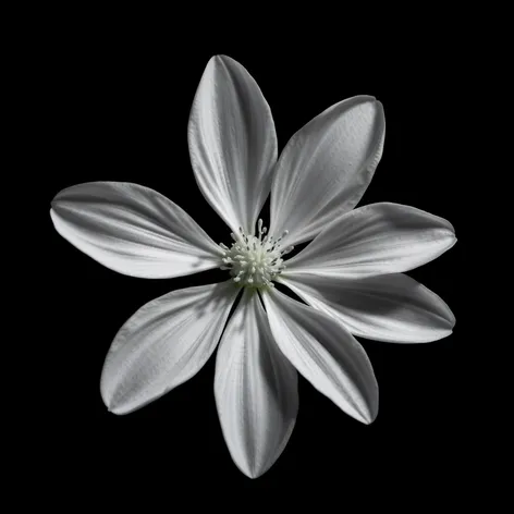 white flower black